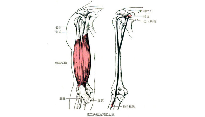 肱二头肌锻炼方法是什么