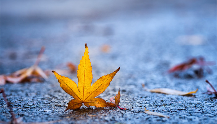 秋天到了花草树木有什么变化