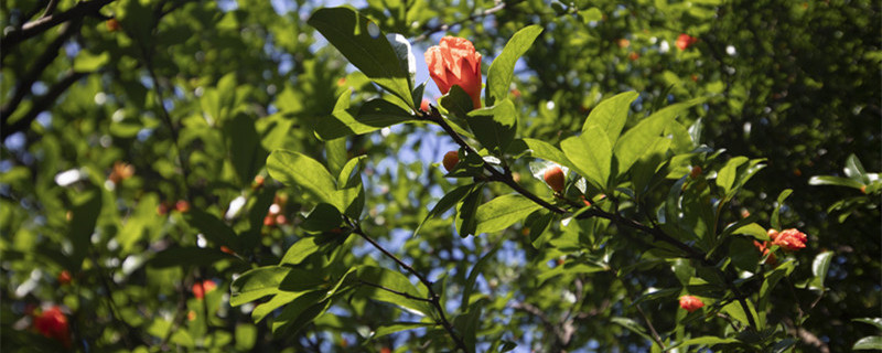 朝花夕拾读后感300字