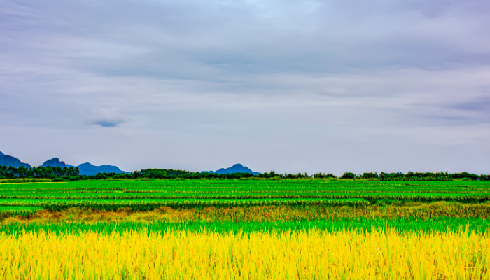 什么的田野填空词语