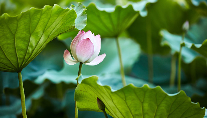 亭亭玉立晚风前,一片清芬透碧天什么意思?