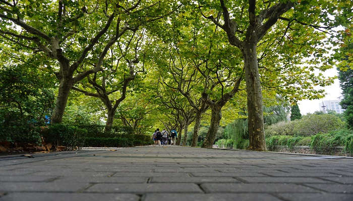 浙江树人大学是本科吗