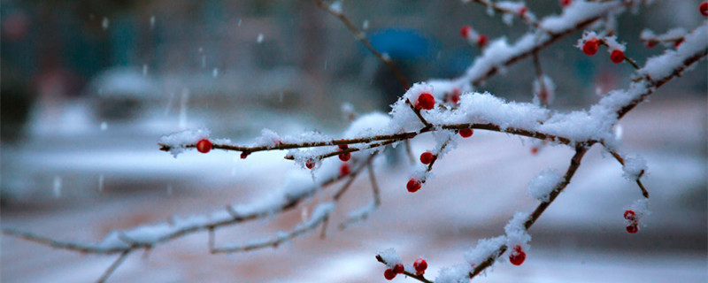 他朝若是同淋雪,此生也算共白头什么意思