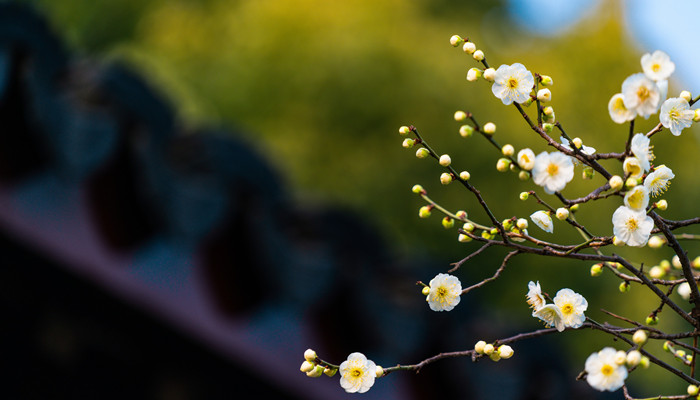 林黛玉《葬花吟》赏析