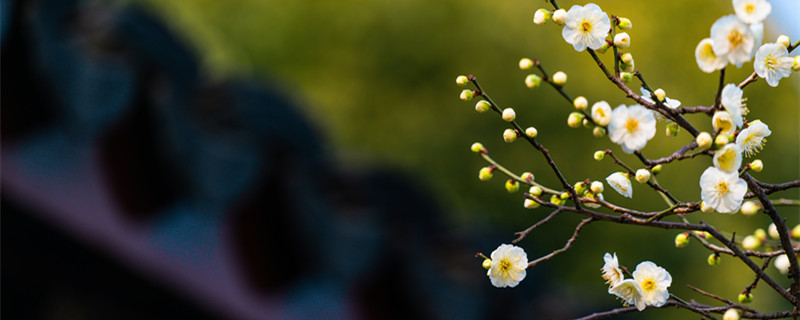 宝剑锋从磨砺出梅花香自苦寒来的意思