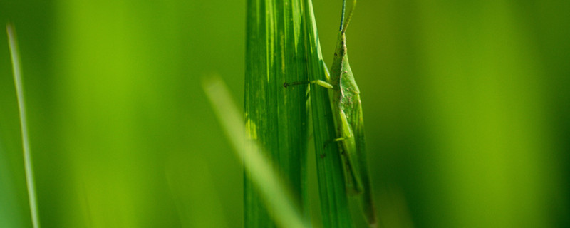 蚂蚱是益虫还是害虫