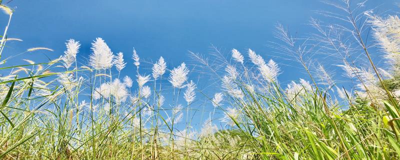 芦花荡主要内容概括