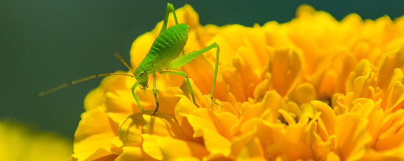 蝈蝈是益虫还是害虫