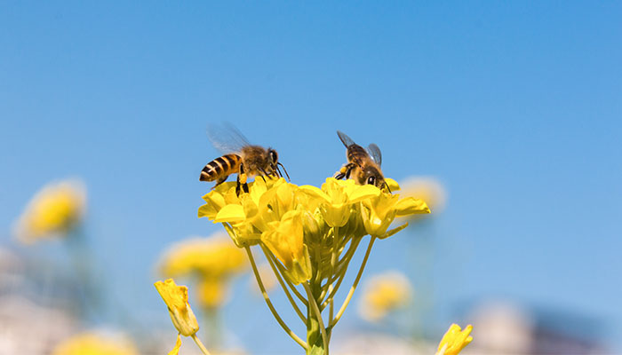 蜜蜂是益虫还是害虫