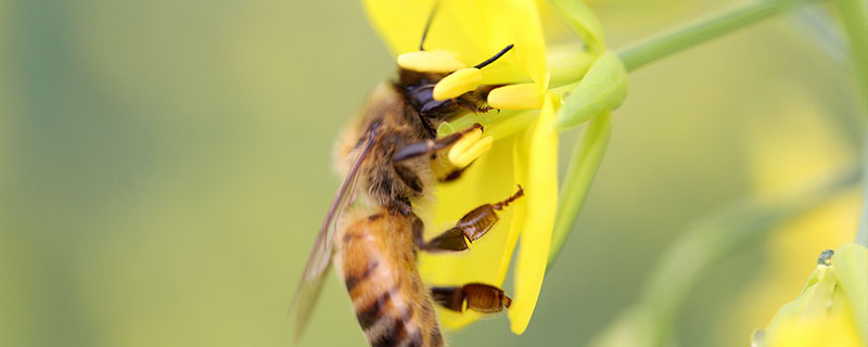 蜜蜂是益虫还是害虫