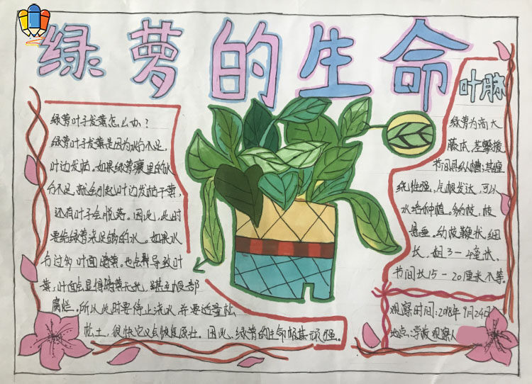 植物手抄报手绘